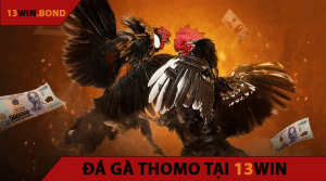 Đá Gà Thomo Tại 13WIN
