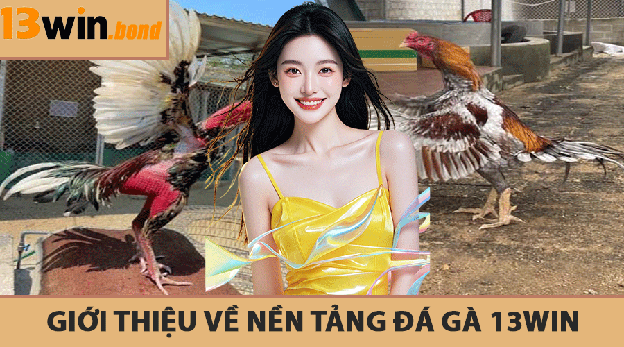 Giới thiệu về nền tảng Đá Gà 13Win