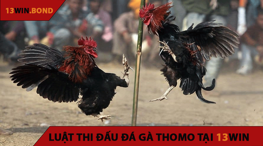 Luật Thi Đấu Đá Gà Thomo Tại 13WIN