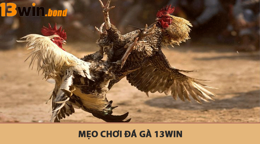Mẹo chơi đá gà 13Win