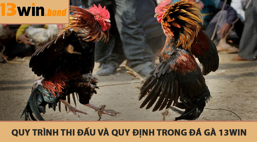 Quy trình thi đấu và quy định trong đá gà 13Win