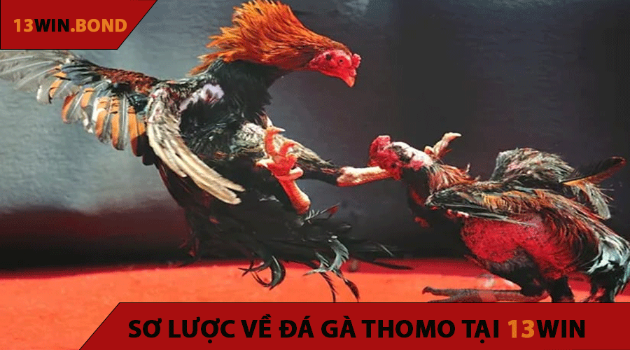 Sơ Lược Về Đá Gà Thomo Tại 13WIN